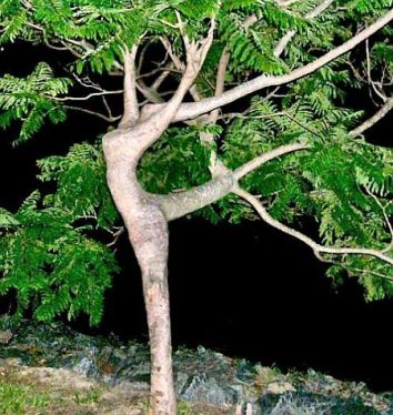 dancer-in-the-tree.jpg