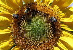 bee-flower.jpg